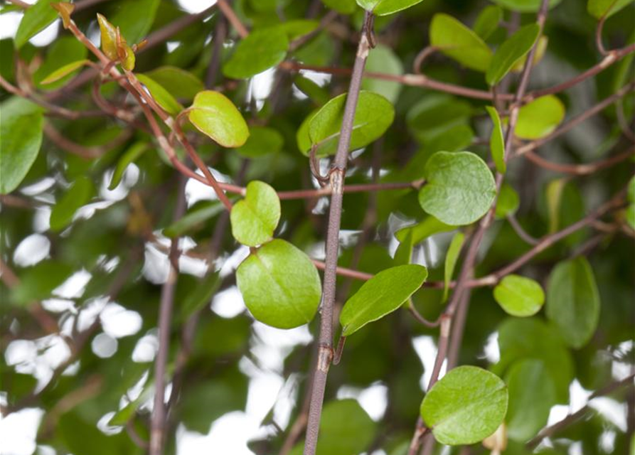 Muehlenbeckia complexa