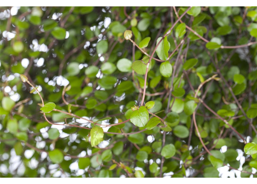 Muehlenbeckia complexa Sealand compact