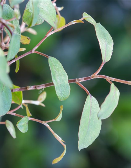 Muehlenbeckia complexa