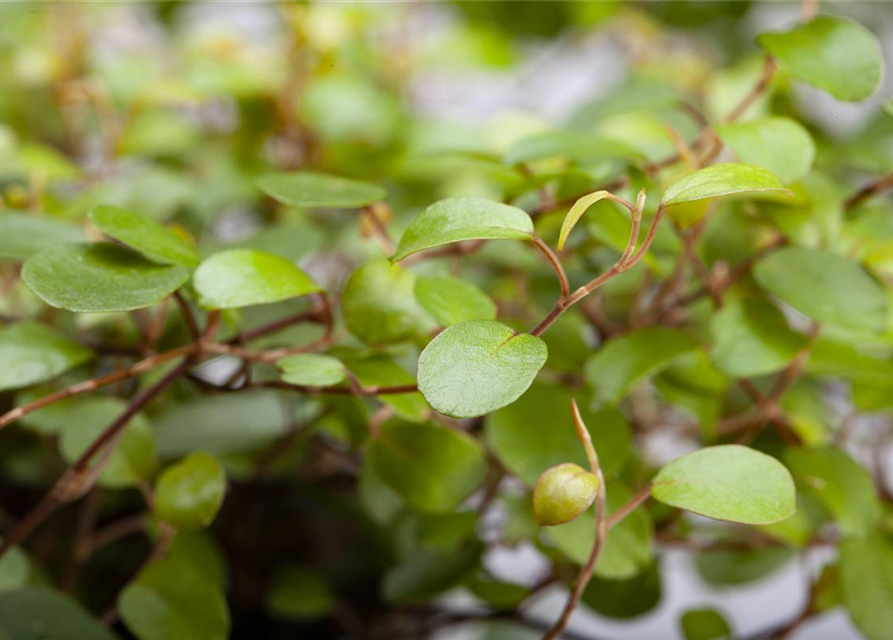 Muehlenbeckia complexa