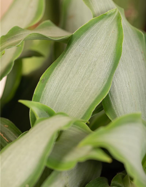 Murdannia loriformis Bright Star