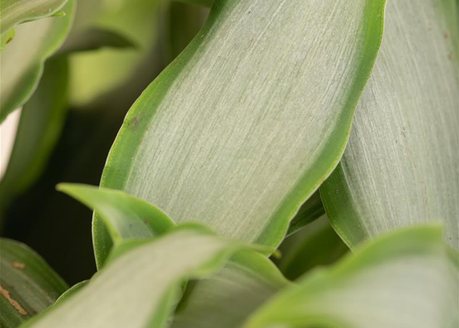 Murdannia loriformis Bright Star