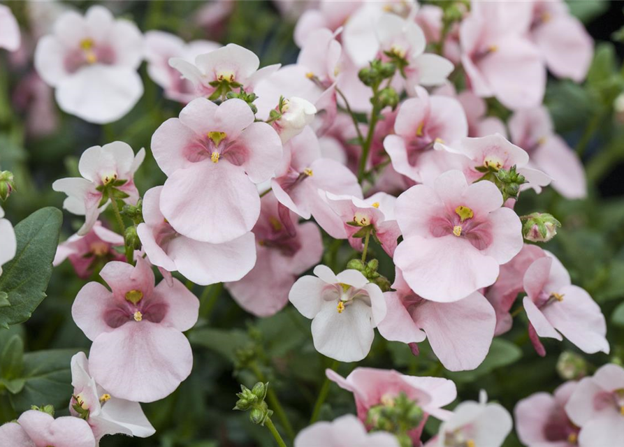 Diascia