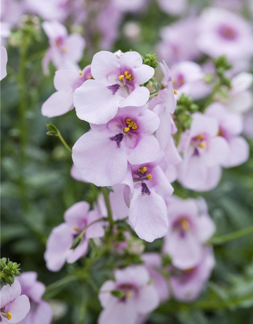 Diascia