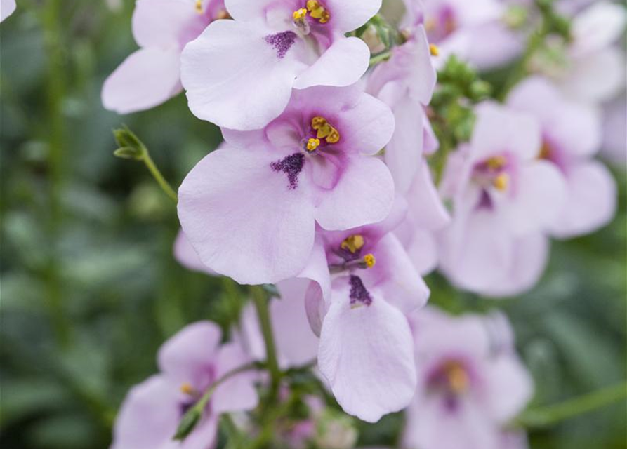 Diascia