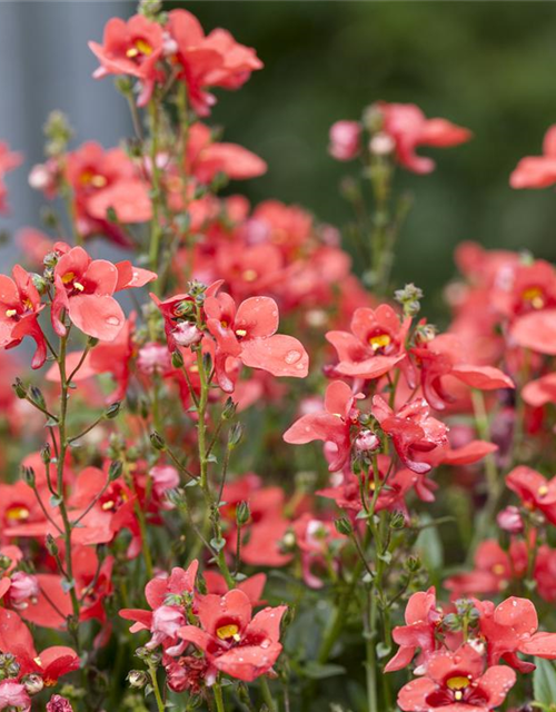 Diascia