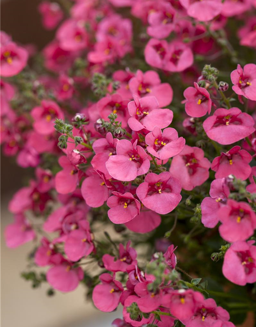 Diascia