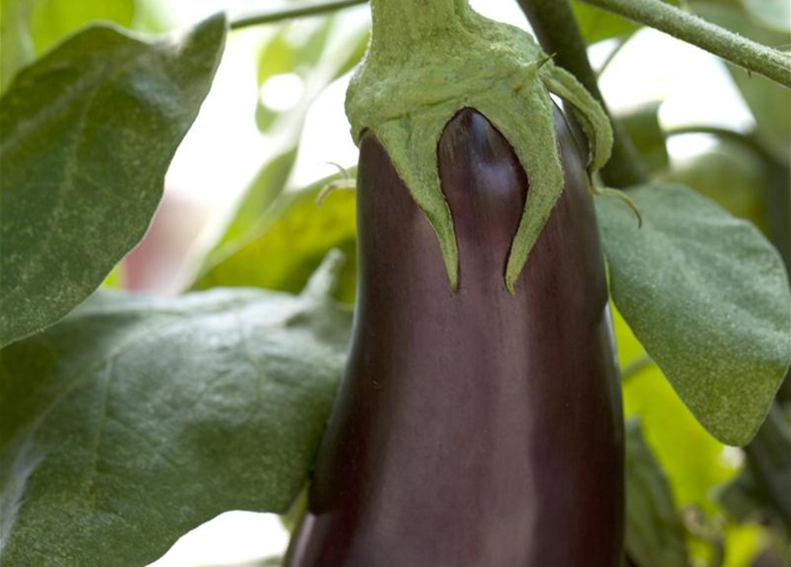 Solanum melongena