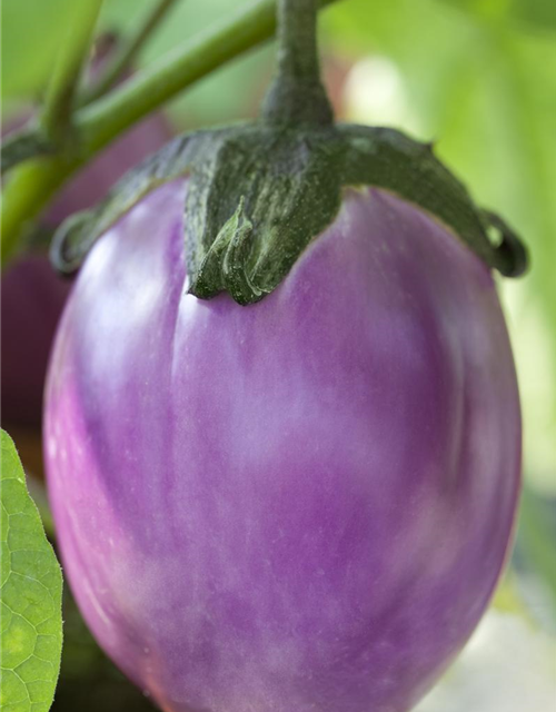 Solanum melongena