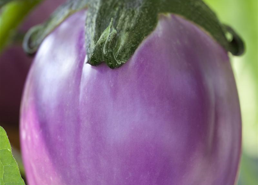 Solanum melongena