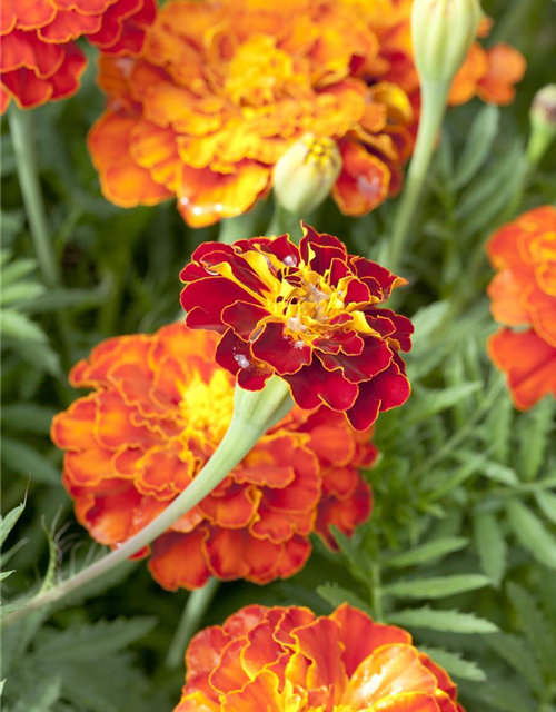 Tagetes patula