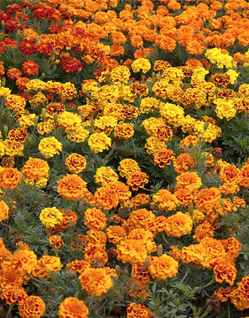 Tagetes patula