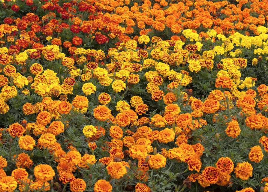 Tagetes patula