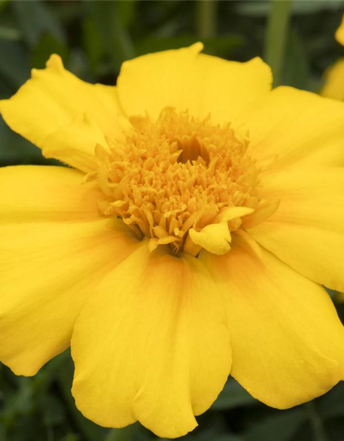 Tagetes patula