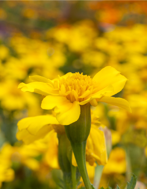 Tagetes patula