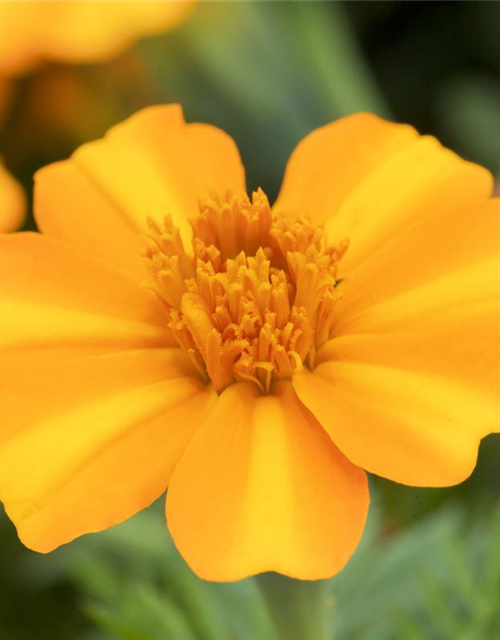 Tagetes patula