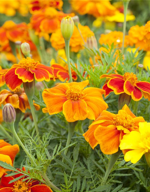 Tagetes patula