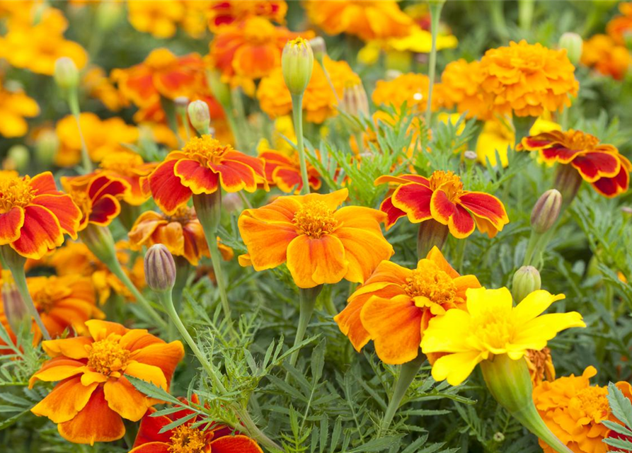 Tagetes patula