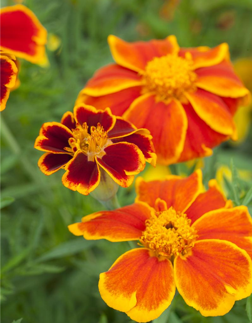 Tagetes patula