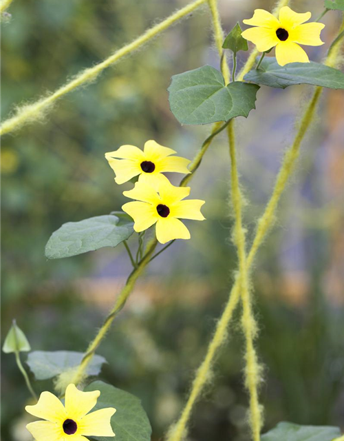 Thunbergia alata