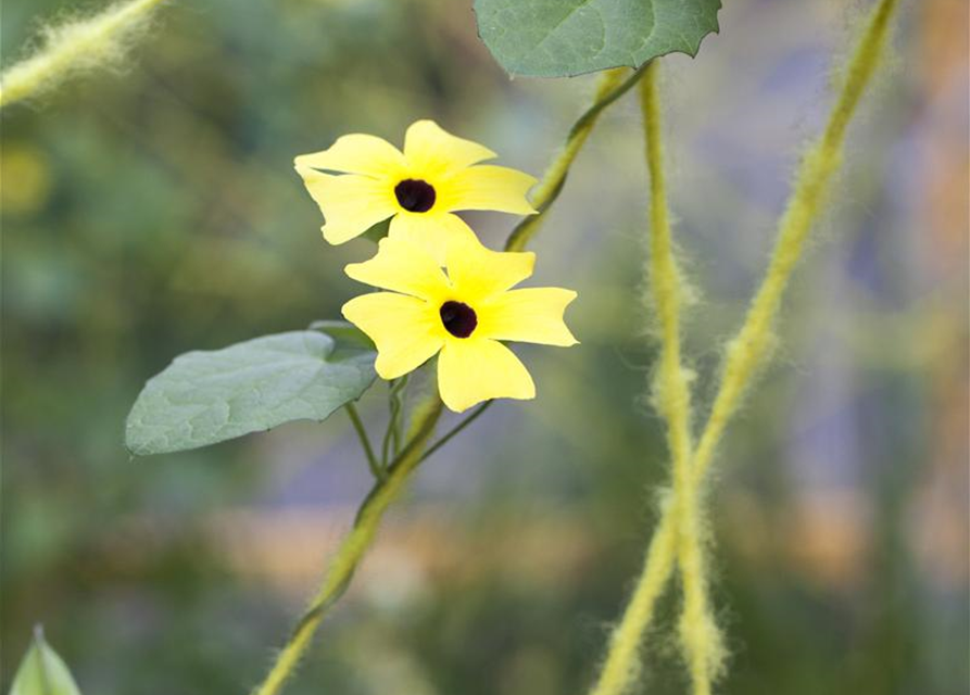 Thunbergia alata