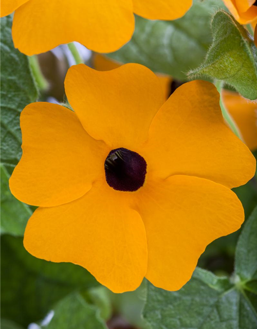 Thunbergia alata