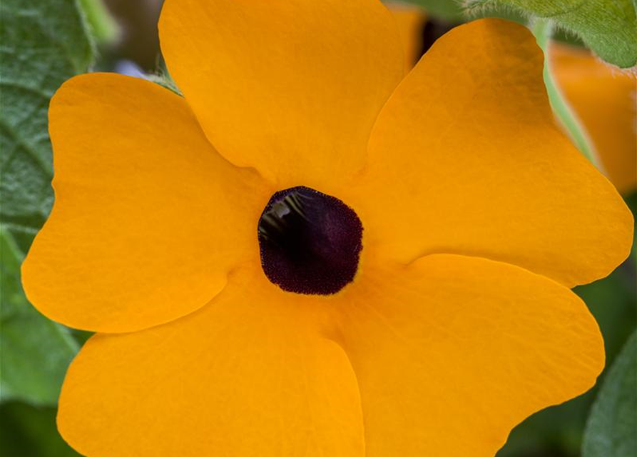 Thunbergia alata