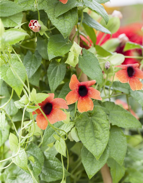 Thunbergia alata