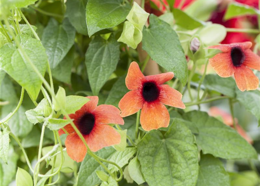 Thunbergia alata