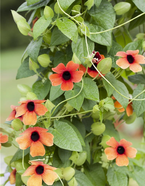 Thunbergia alata