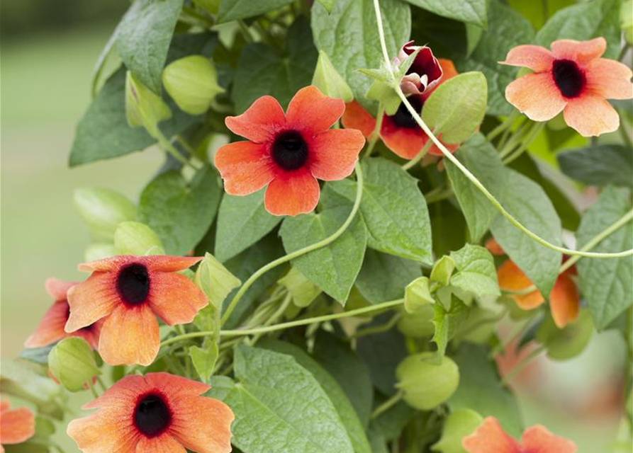 Thunbergia alata