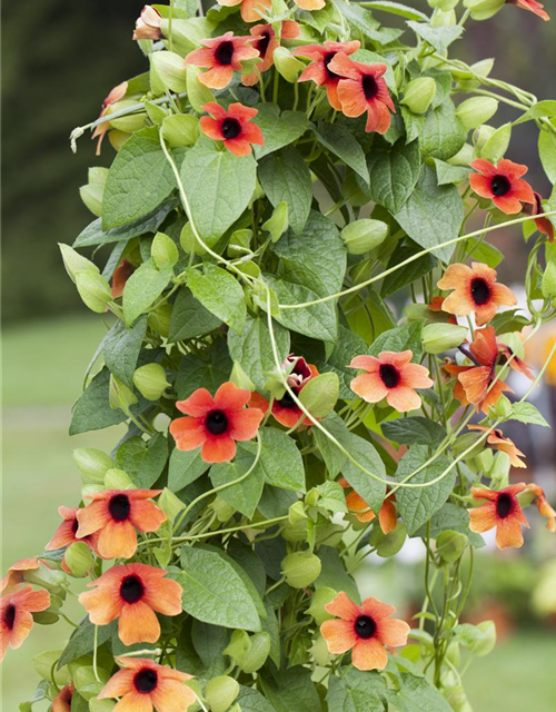 Thunbergia alata