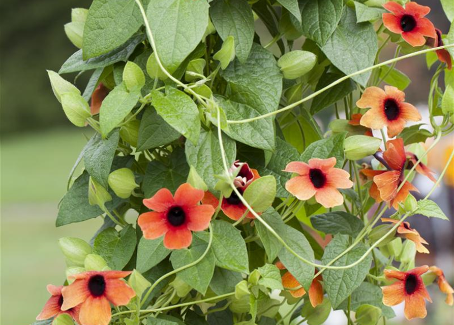 Thunbergia alata