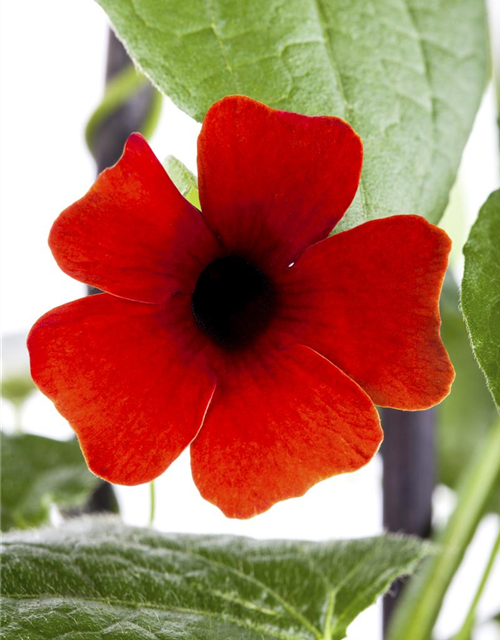 Thunbergia alata