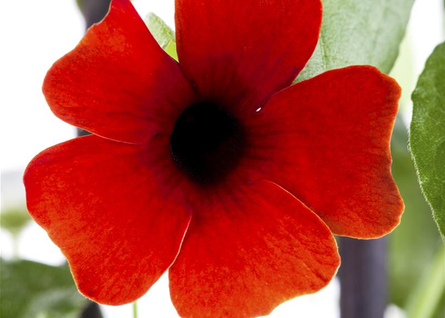 Thunbergia alata