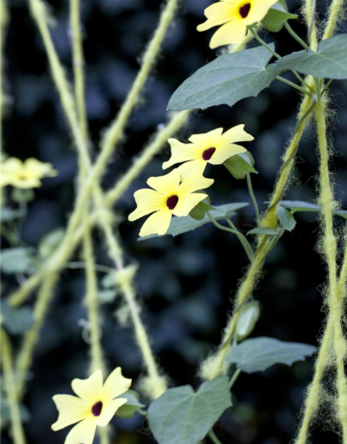 Thunbergia alata