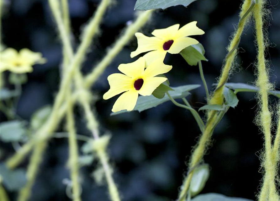 Thunbergia alata