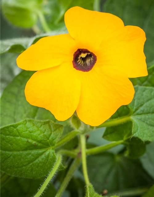 Thunbergia alata