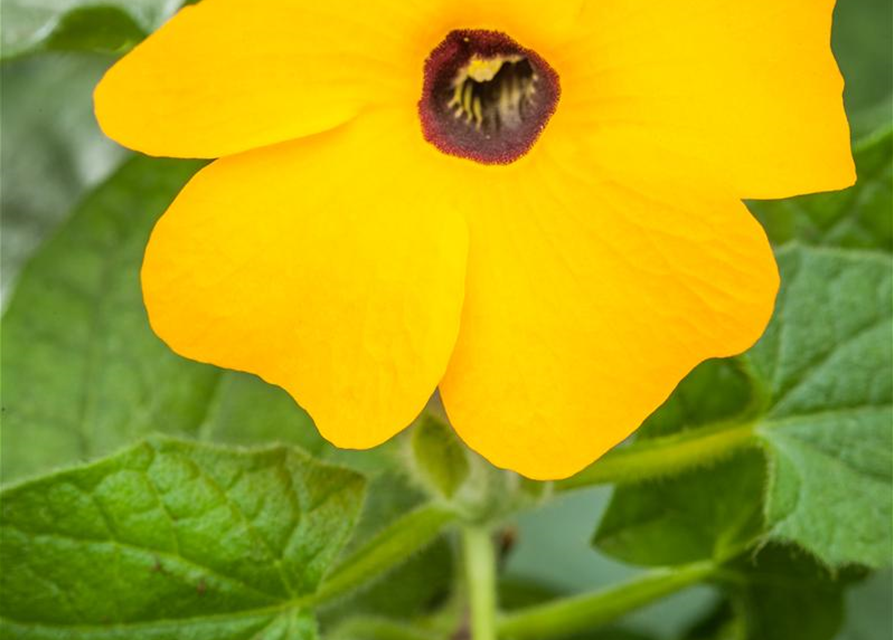 Thunbergia alata