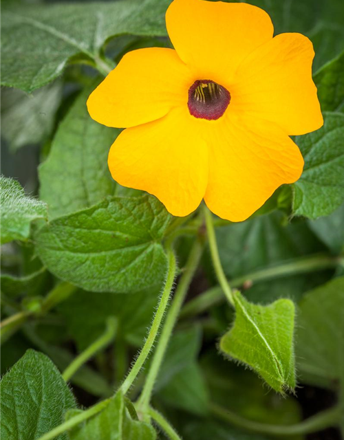 Thunbergia alata