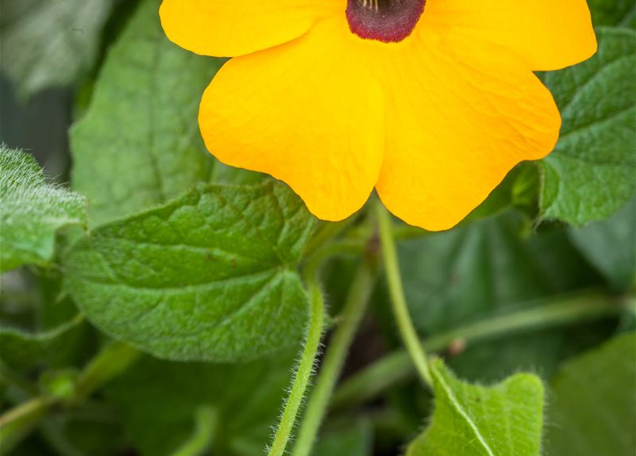 Thunbergia alata