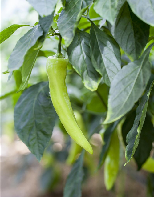 Capsicum Annuum var. longum