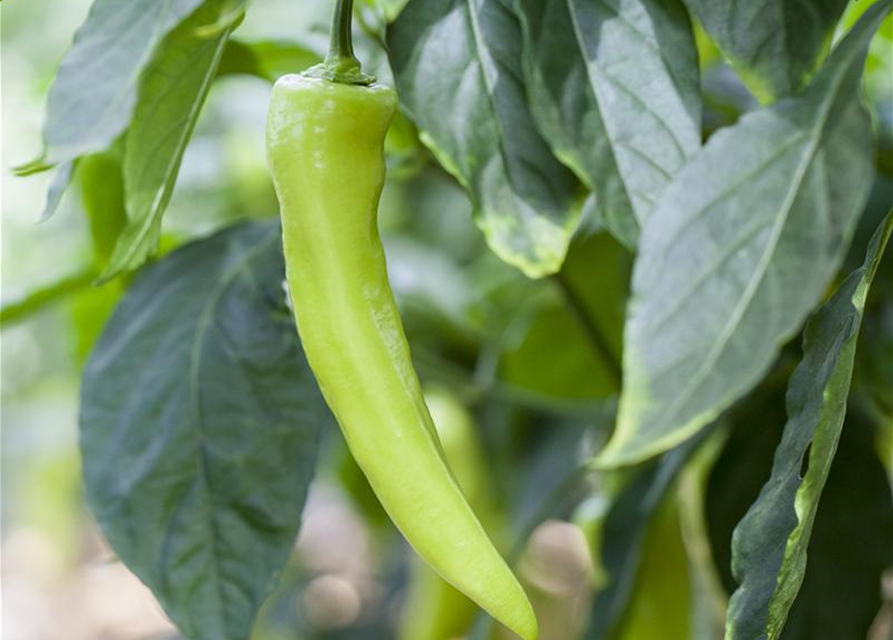 Capsicum Annuum var. longum