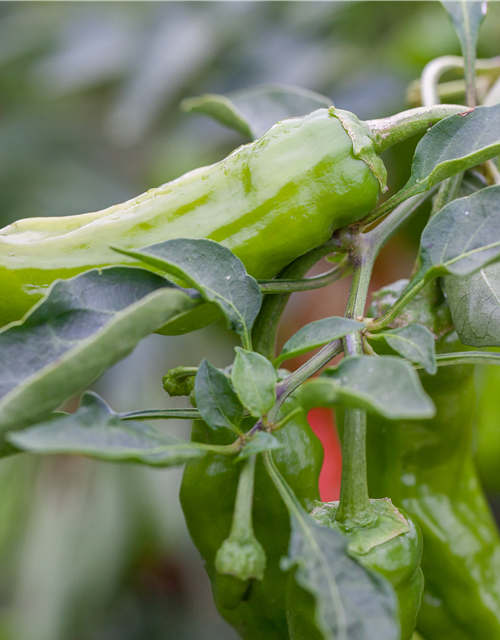 Capsicum Annuum var. longum