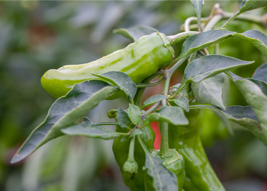 Capsicum Annuum var. longum