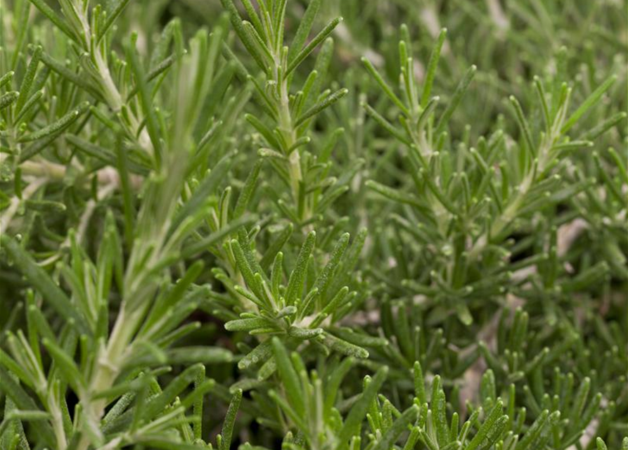 Rosmarinus officinalis prostratus