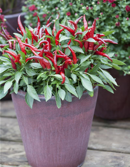 Capsicum annuum Mix