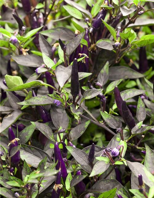 Capsicum annuum Mix