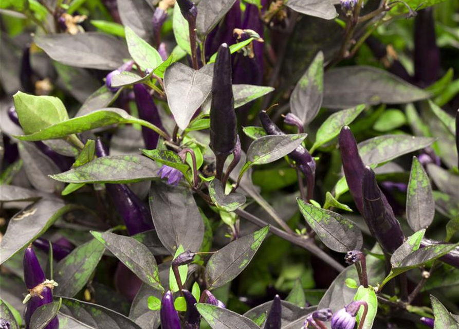 Capsicum annuum Mix