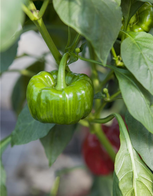 Capsicum annuum Mix